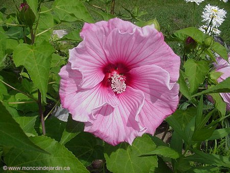 Hibiscus Sweet Caroline