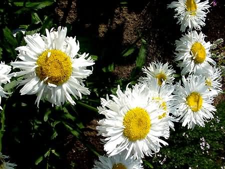 Marguerites Crazy Daisy