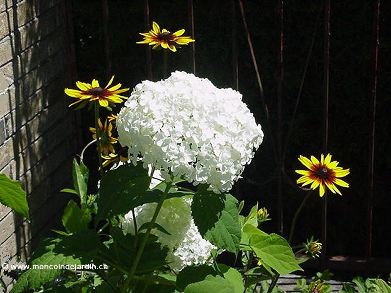  Mon Coin de Jardin