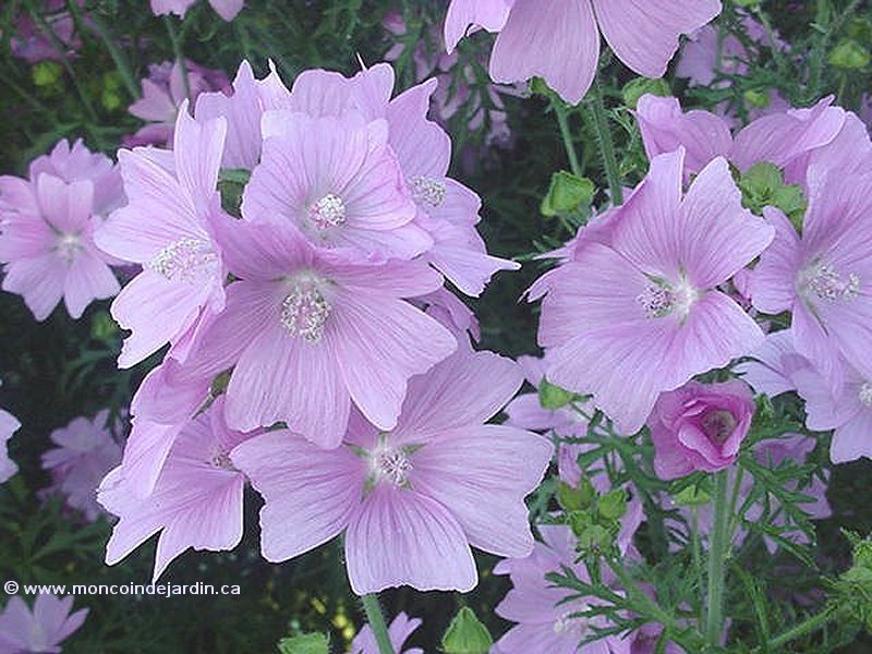  Mon Coin de Jardin