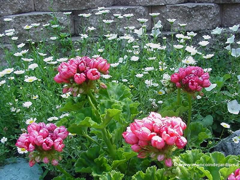  Mon Coin de Jardin