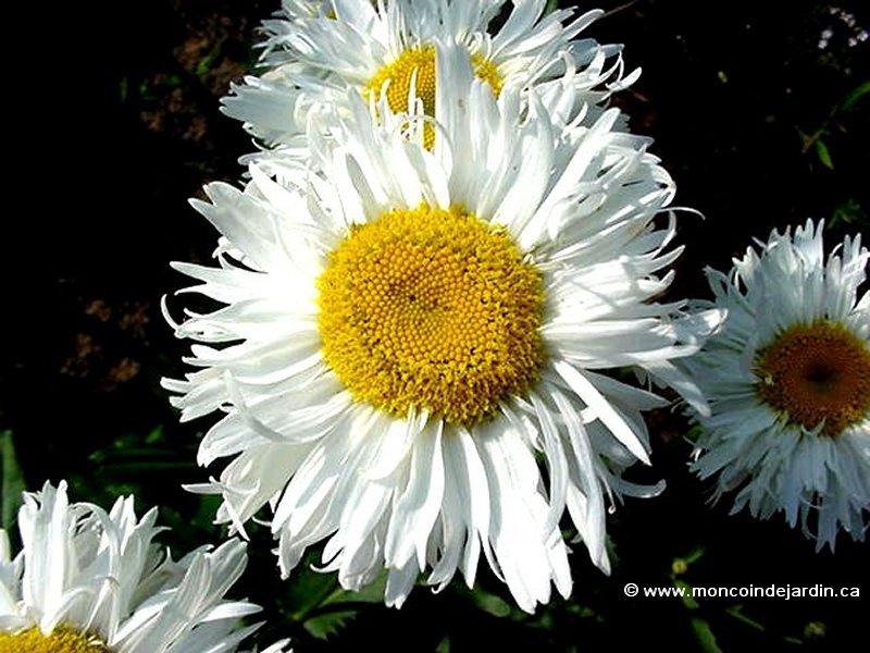  Mon Coin de Jardin