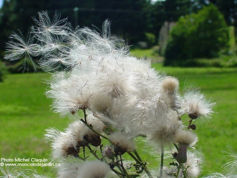  Mon Coin de Jardin