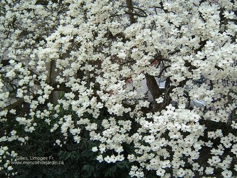  Mon Coin de Jardin