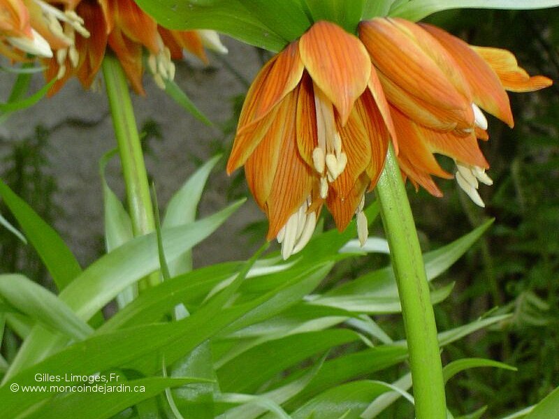  Mon Coin de Jardin