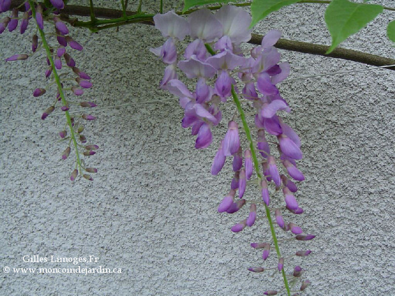  Mon Coin de Jardin