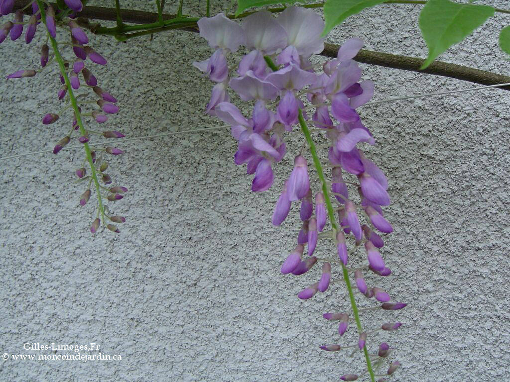  Mon Coin de Jardin