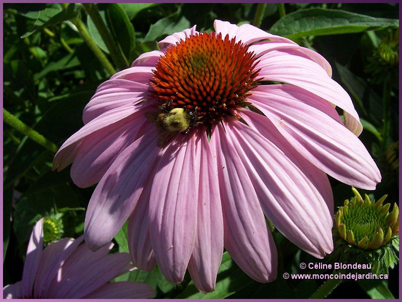  Mon Coin de Jardin