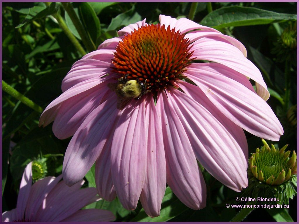  Mon Coin de Jardin