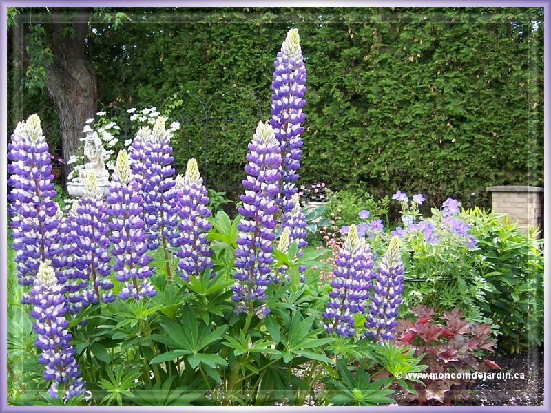  Mon Coin de Jardin