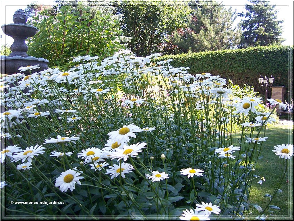  Mon Coin de Jardin