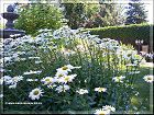 Marguerites