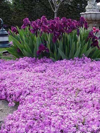 Phlox Subulata et Iris Pumila