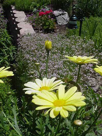 Marguerites, gypsophile rampante