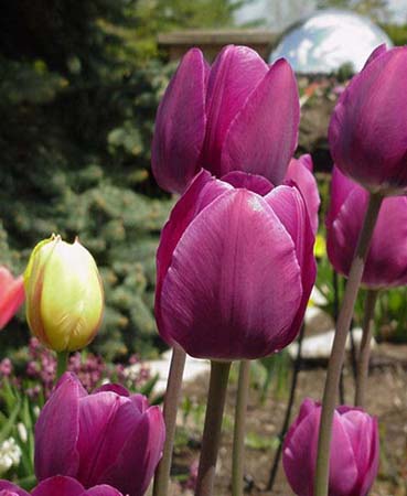 Tulipes Attila Triomphe