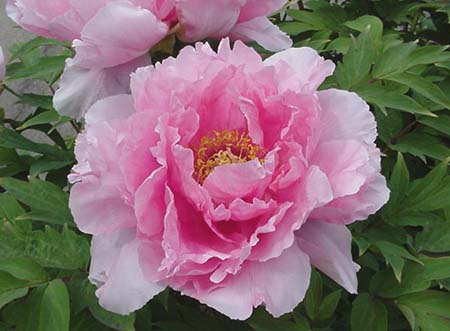 Pivoine arbustive