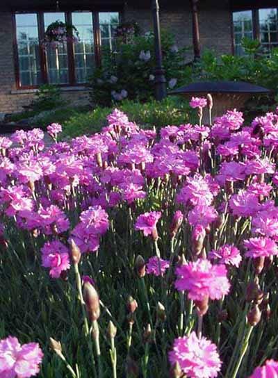 Dianthus Caesisus Tiny Ruby