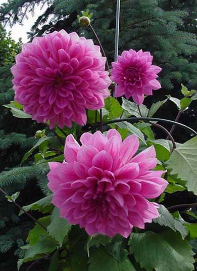 Dahlia