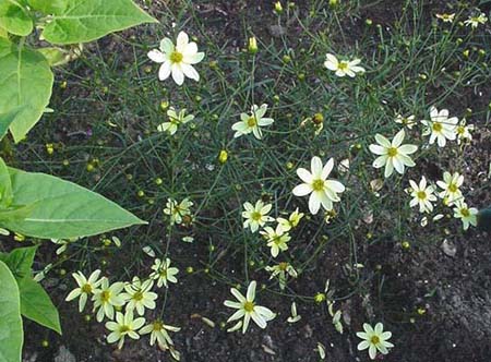 Coropsis Moonbeam