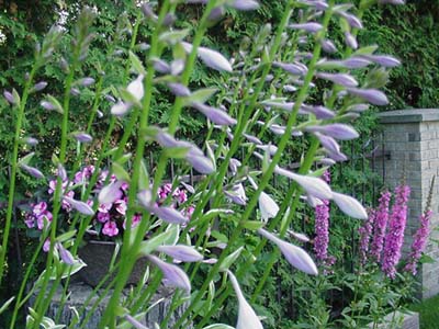 Fleurs du hosta