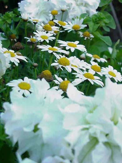 Marguerites et ptunias