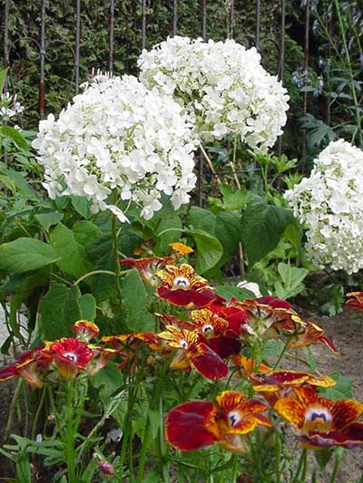 Hortensia Annabelle et nmsies