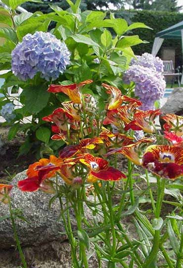 Hortensia Nikko Blue et nmsies