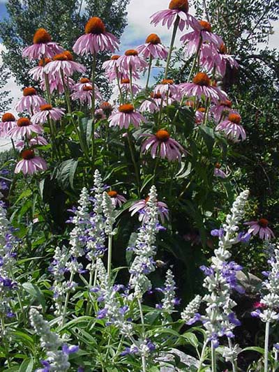 Sauge et rudbeckie pourpre