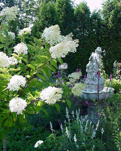 Hortensias sur tige