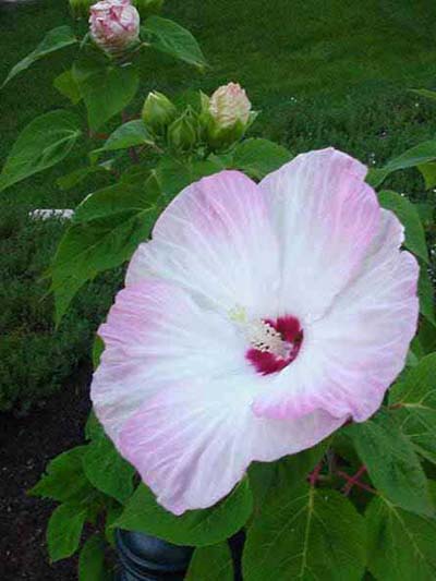 Hibiscus Southern Belle