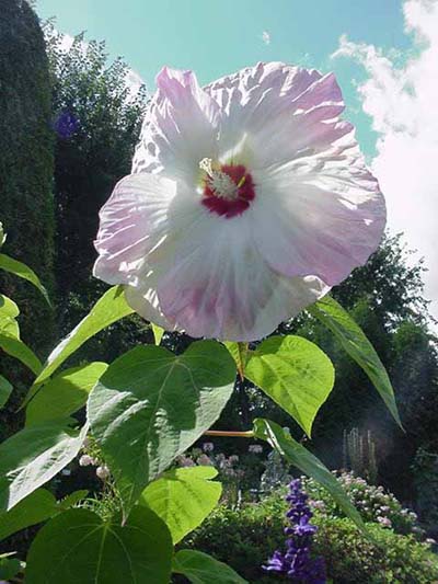 Hibiscus Southern Belle