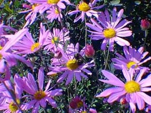 Bourdon butinant le chrysanthme