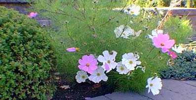 Fidles Cosmos