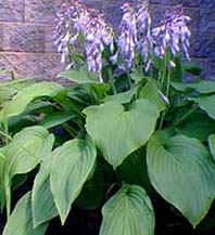 Hosta vert