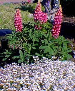 Lupin rose et phlox subulata