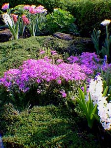 phlox vivace