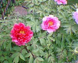 pivoines arbustives