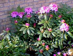 rhododendron