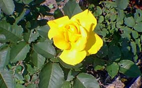 Rose jaune