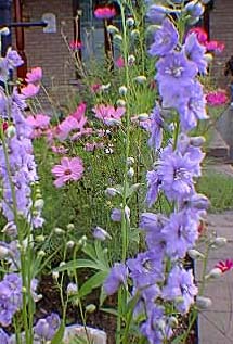 delphinium