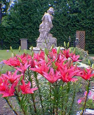 lilium Aurelianense