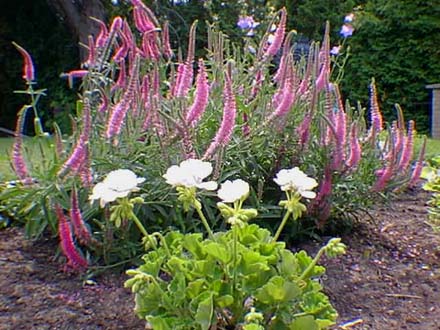 Veronica Spicata Rosea