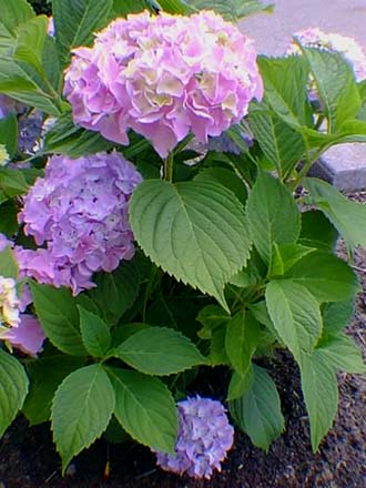 Hydrangea Nikko Blue