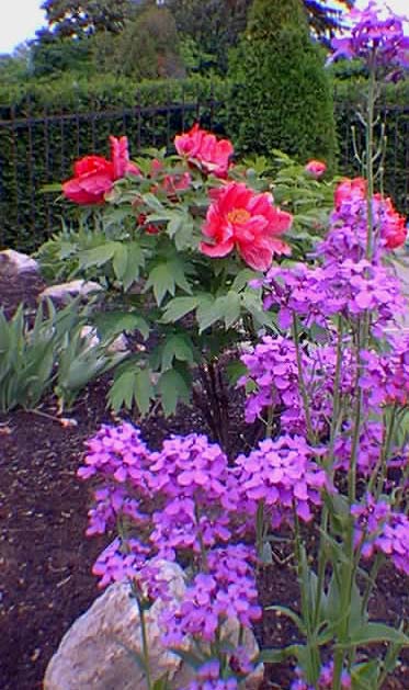 Pivoines arbustives et Hesperis Matronalis