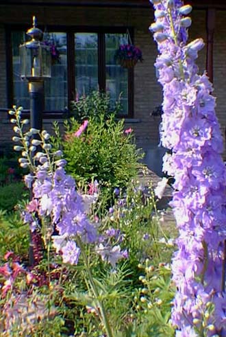 delphinium