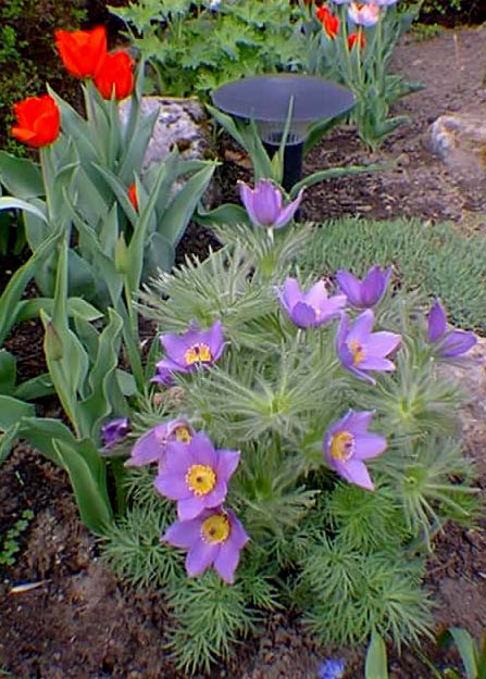 Anmone Pulsatilla