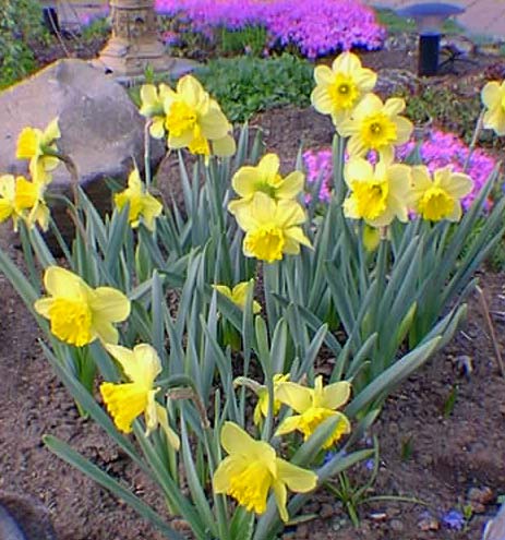 Jonquilles